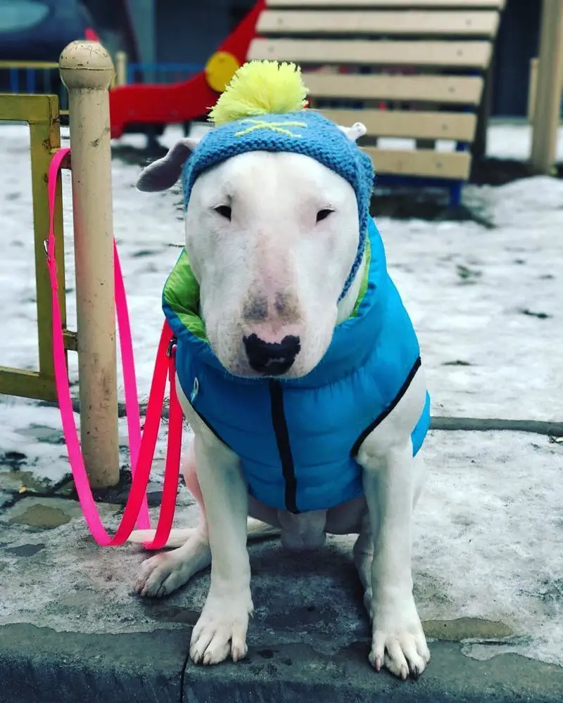 English Bull Terrier outdoors in snow wearing blue sweater and a blue beenie hat
