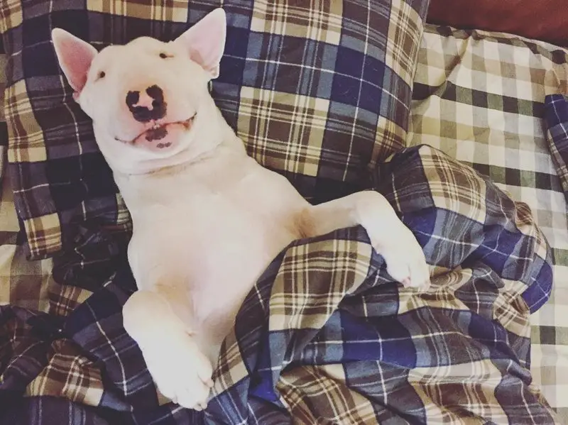 English Bull Terrier on the bed snuggled up with blanket