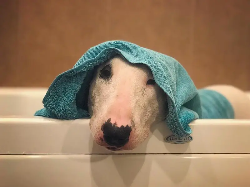 English Bull Terrier in the bathtub with a towel on top of its head