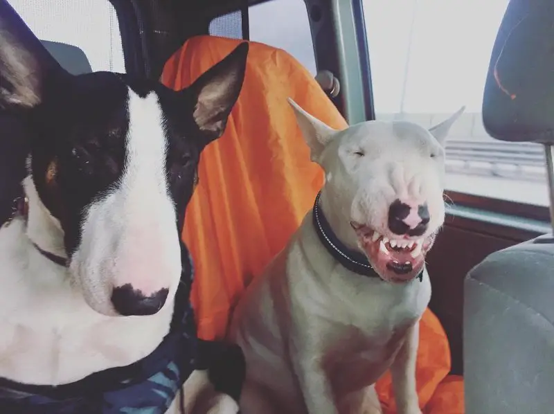 two English Bull Terrier inside the car