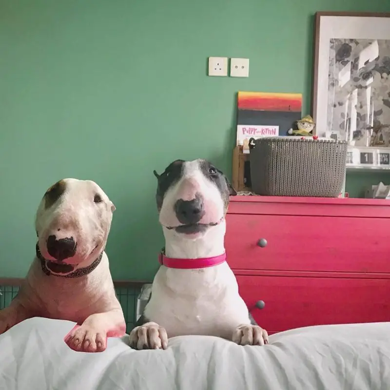 two English Bull Terriers on the bottom of the bed standing and waiting