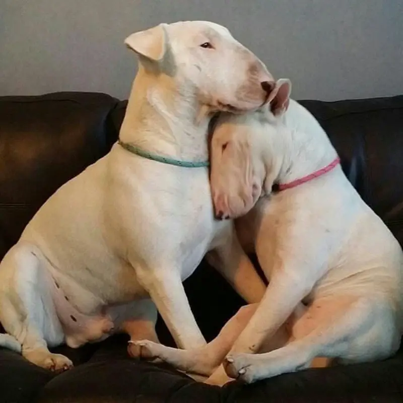 two English Bull Terrier leaning on each other while sitting on the couch