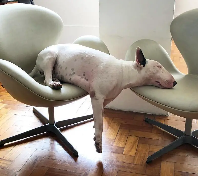 English Bull Terrier sleeping while lying on two chairs