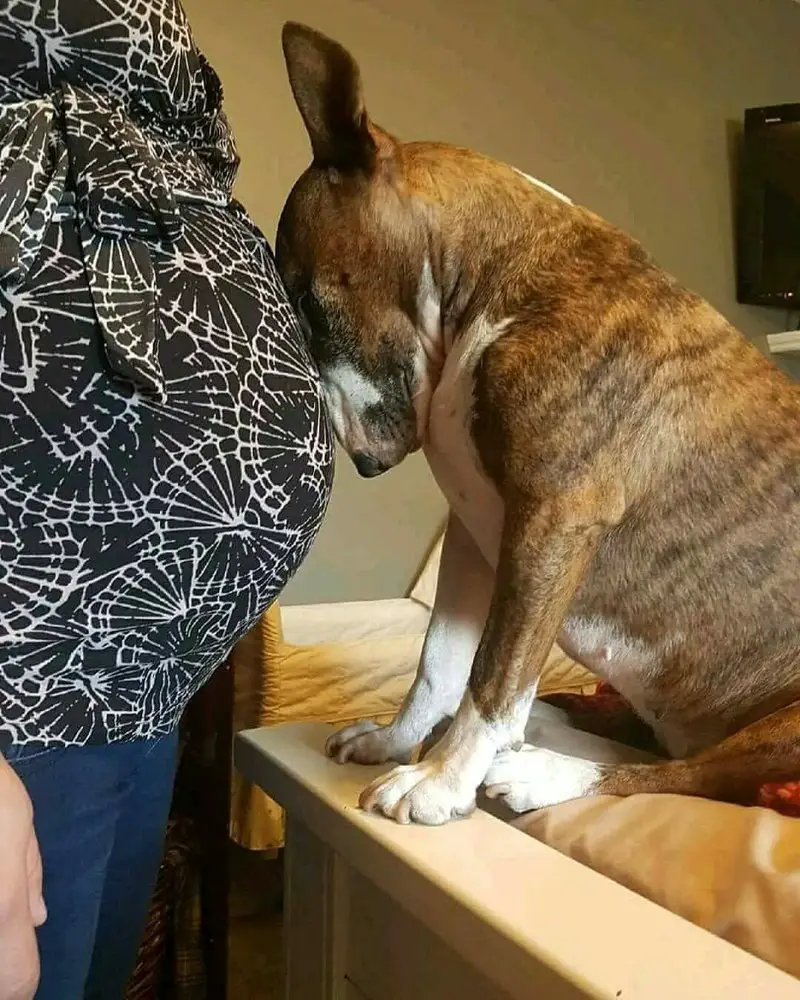 English Bull Terrier leaning its head on a baby bump