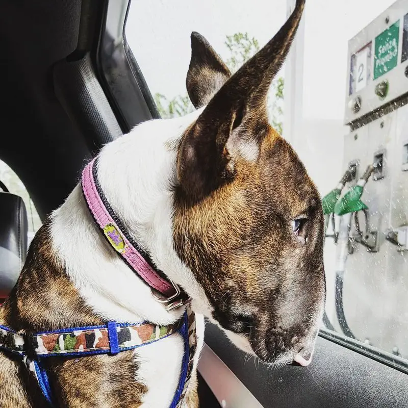 English Bull Terrier inside the car beside the window