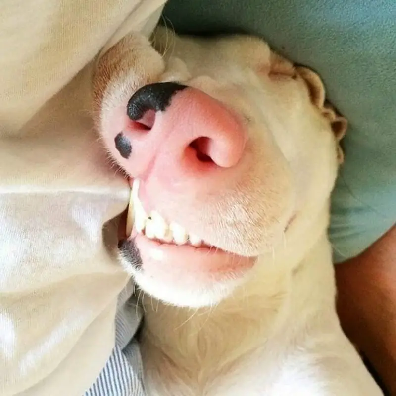 English Bull Terrier fell asleep while biting its blanket