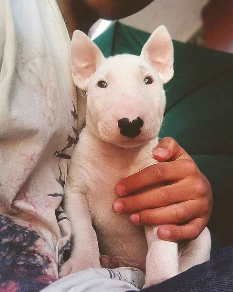 English Bull Terrier puppy sitting on the lap of its owner