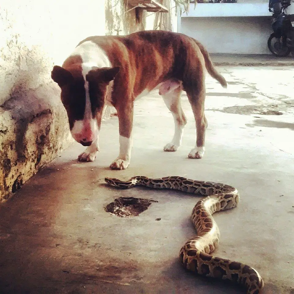 English Bull Terrier looking at the snake on the floor