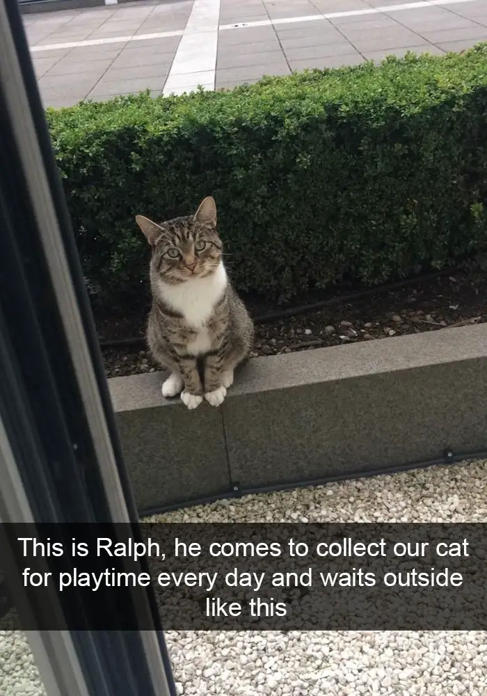 A cat waiting outside the door photo with caption - This is ralph, he comes to collect out cat for playtime every day and waits outside like this