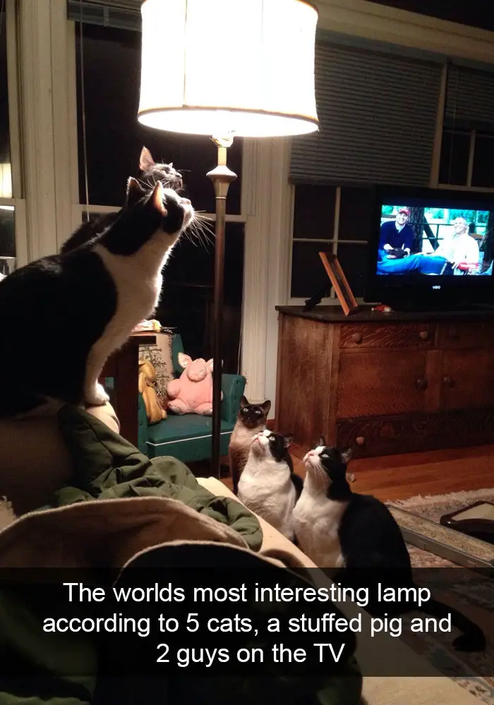 five cats sitting under the lamp while staring at it photo with caption - the world's most interesting lamp according to 5 cats, a stuffed pig and 2 guys on the TV