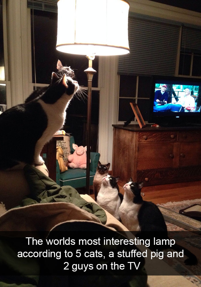 five cats sitting under the lamp while staring at it photo with caption - the world's most interesting lamp according to 5 cats, a stuffed pig and 2 guys on the TV