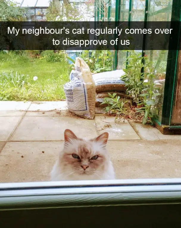 A cat sitting behind the window with its grumpy face photo with caption - My neighbor's cat regularly comes over to disapprove of us