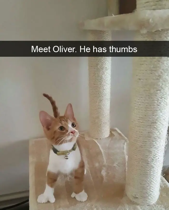 A kitten with thumbs standing on the cat tower photo with caption - Meet Oliver. He has thumbs