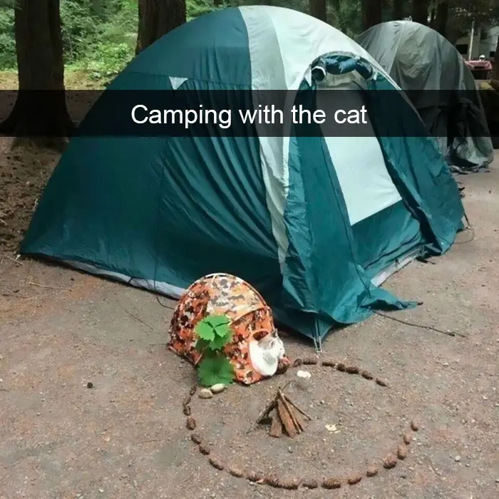 A cat lying inside its small tent next to the large tent photo with caption - Camping with the cat