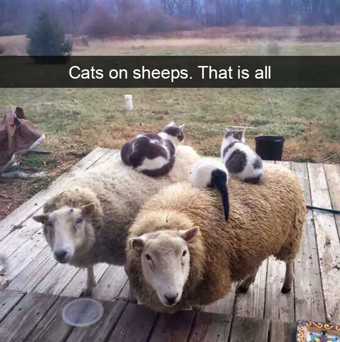 three cats lying on top of the two sheep photo with caption - cats on sheeps. That is all