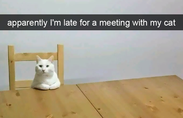 a cat sitting at the table photo with caption - apparently I'm late for a meeting with my cat