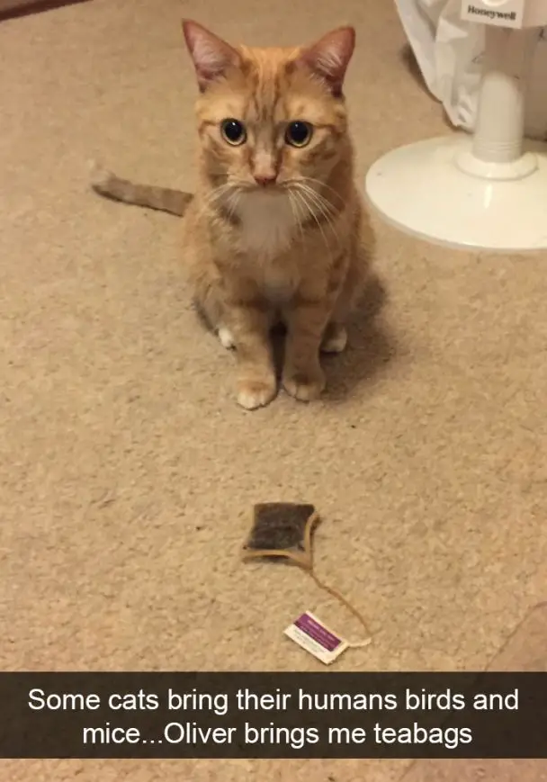 A cat sitting on the floor with a tea bag in front of him photo with text - Some cats bring their humans birds and mice... Oliver brings me teabags