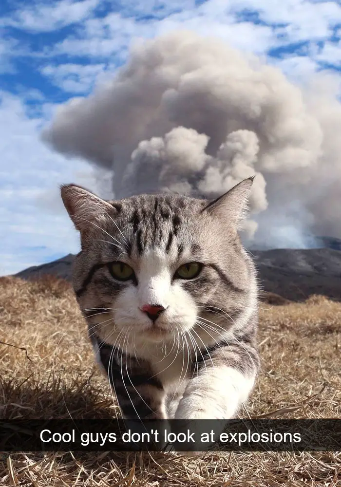 A cat walking on the grass while a large explosion is behind him photo with caption - Cool guys don't look at explosions