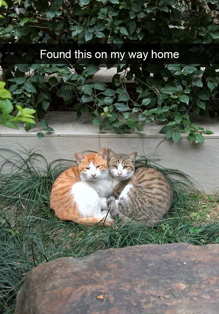 two cats lying next to each other in the garden photo with caption - Found this on my way home