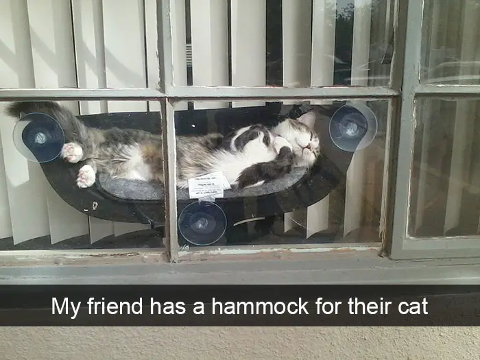 a cat sleeping on its hammock stuck on the glass window photo with caption - My friend has a hammock for their cat