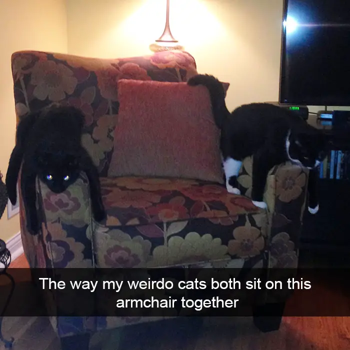 two cats lying on top of the chair's arms photo with caption - The way my weirdo cats both sit on this armchair together