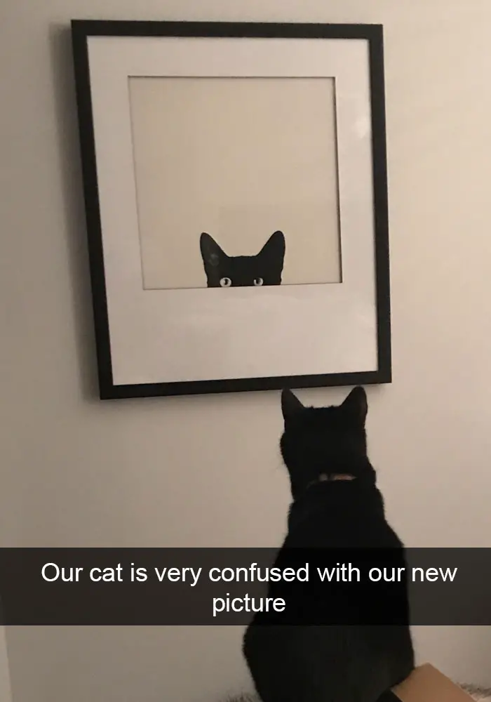 A cat staring at its portrait on the wall photo with text - Out cat is very confused with our new picture