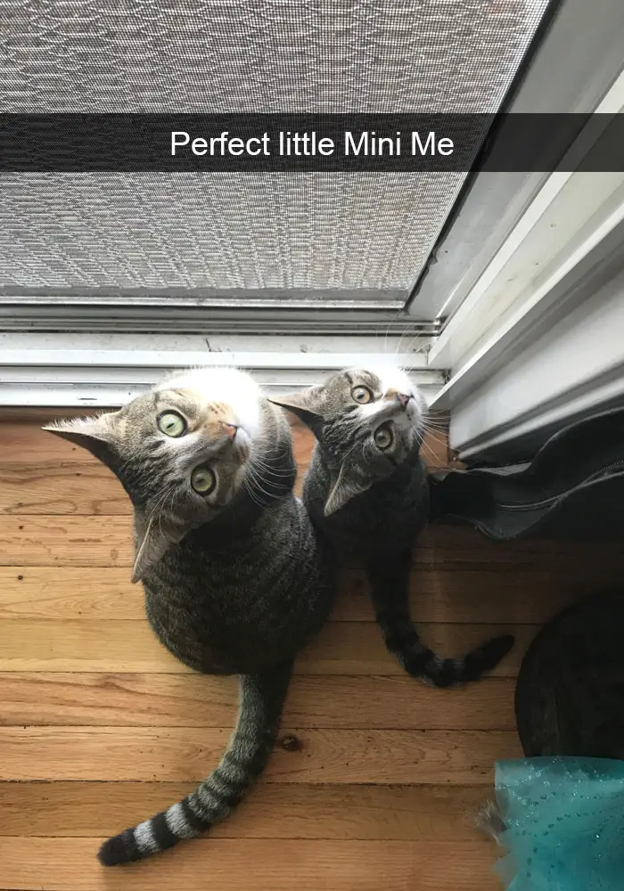 A cat and kitten sitting by the door while looking up photo with text - Perfect little mini me