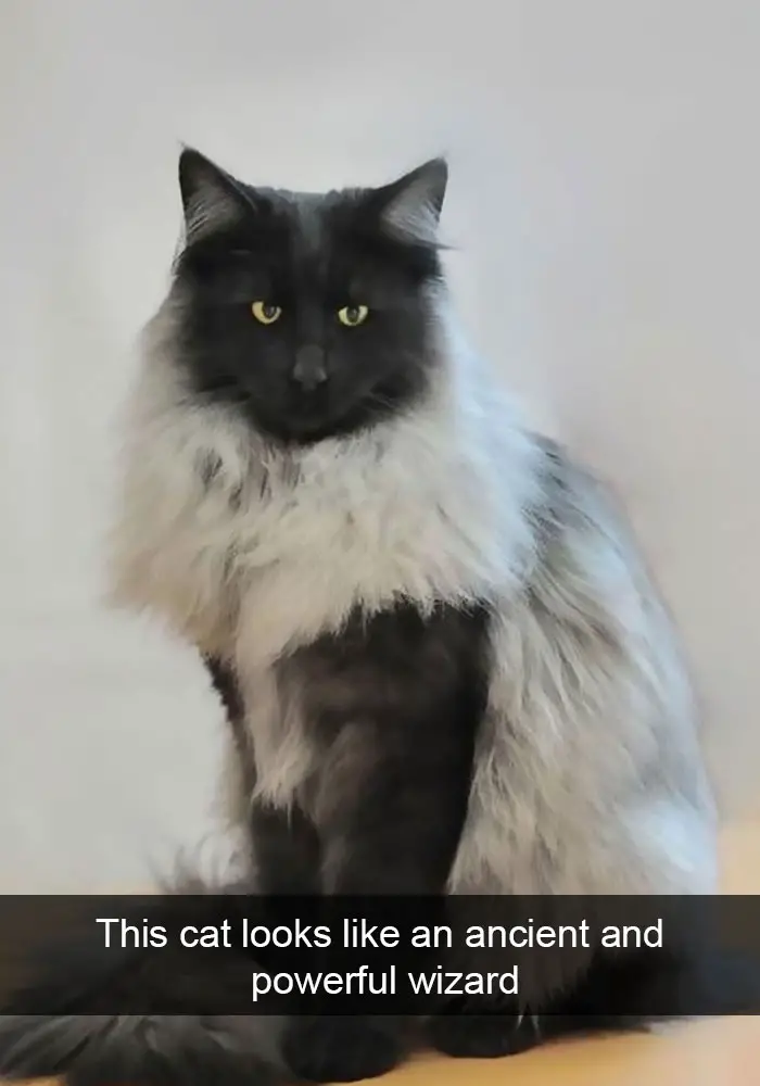 A black and gray cat sitting on the floor photo with caption - This cat looks like an ancient and powerful wizard