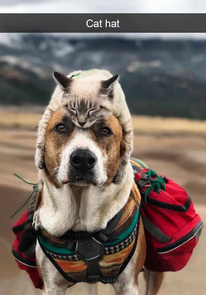 A cat lying on top of the head of a dog photo with caption - cat hat