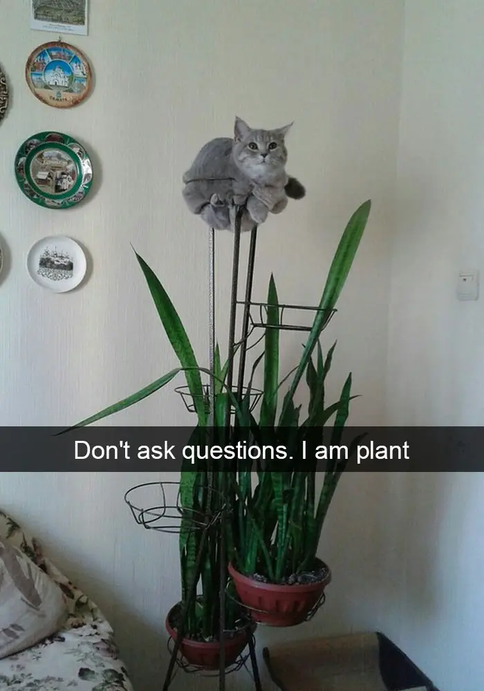 A cat sitting on top of the flower pot stand photo with caption - Don't ask questions. I am plant