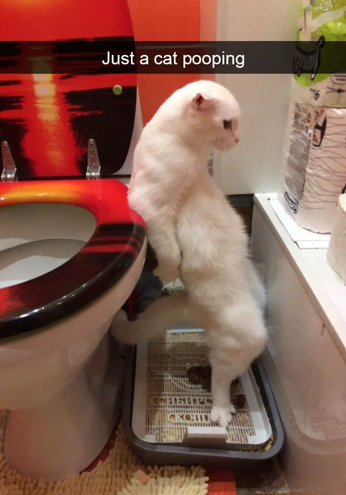 A white cat standing up whole pooping in the bathroom