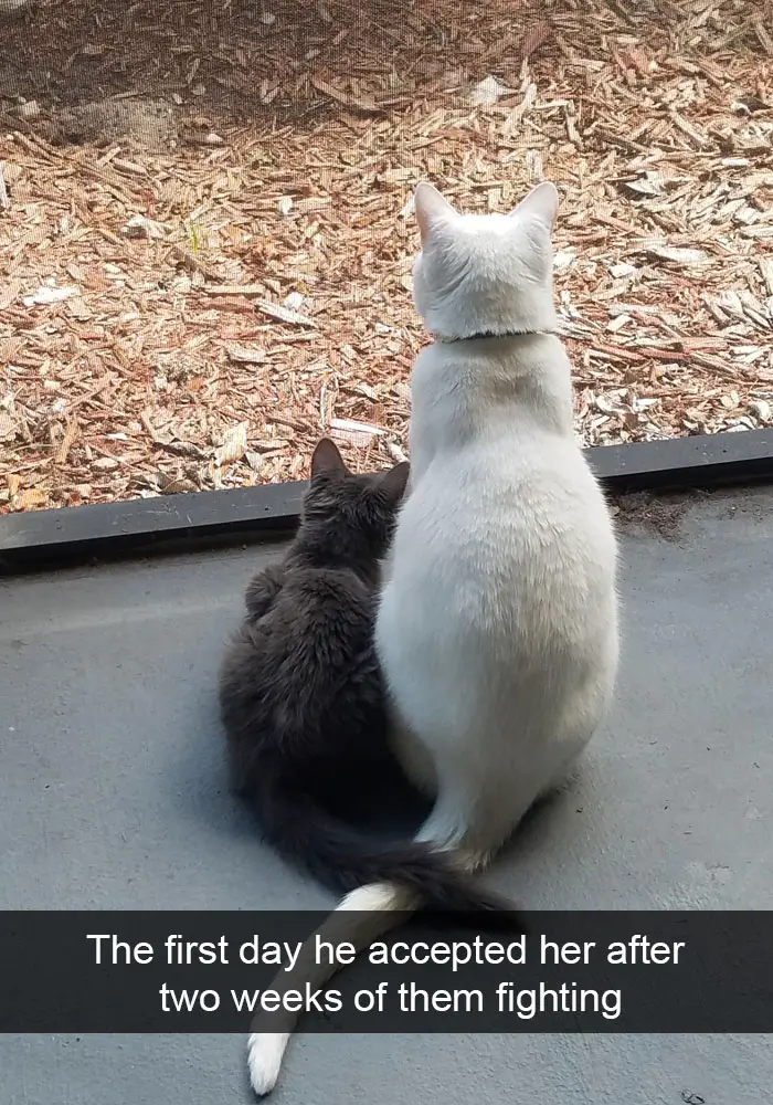 A white cat sitting on the pavement while a gray kitten is leaning towards him while their tails are crossing photo with caption - The first day he accepted her after two weeks of them fighting