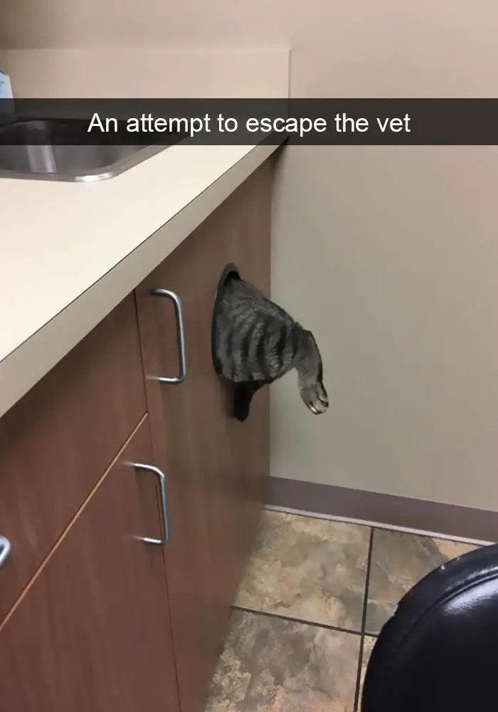A cat inside the hole under the sink cabinet with its feet showing photo with caption - An attempt to escape the vet