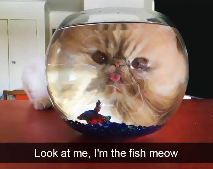 A cat with the reflection of its face in the fish bowl photo with caption - Look at me, I'm a fish meow