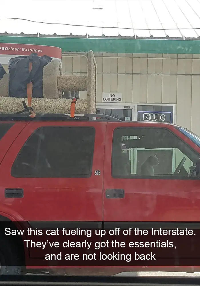 A cat sitting in the driver's seat inside the car photo with caption - Saw this cat fueling up off of the interstate. They've clearly got the essentials, and are not looking back.
