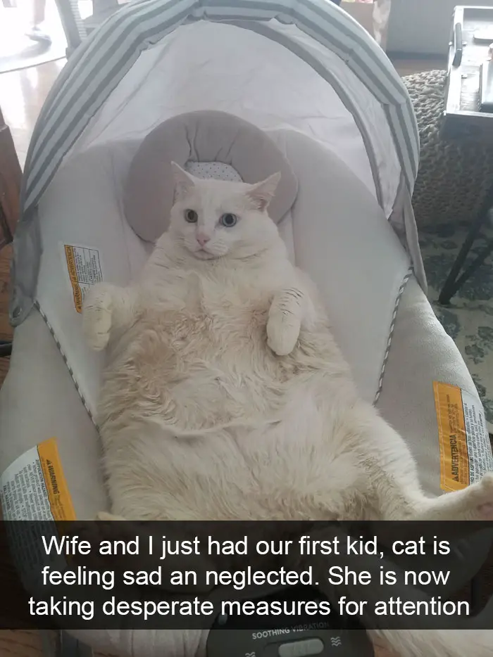 A cat lying inside the baby cradle photo with caption - Wife and I just had our first kid, cat is feeling sad and neglected. She is now taking desperate measures for attention.