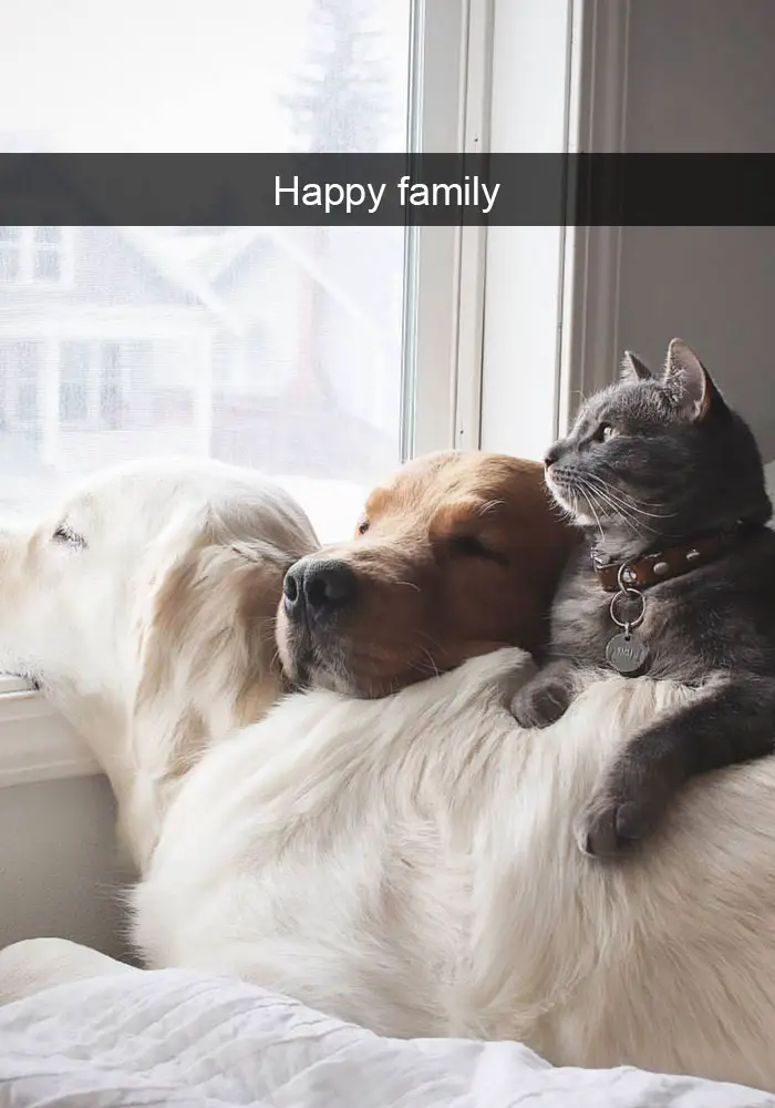 two golden retrievers lying by the window together with the cat photo with caption - Happy family
