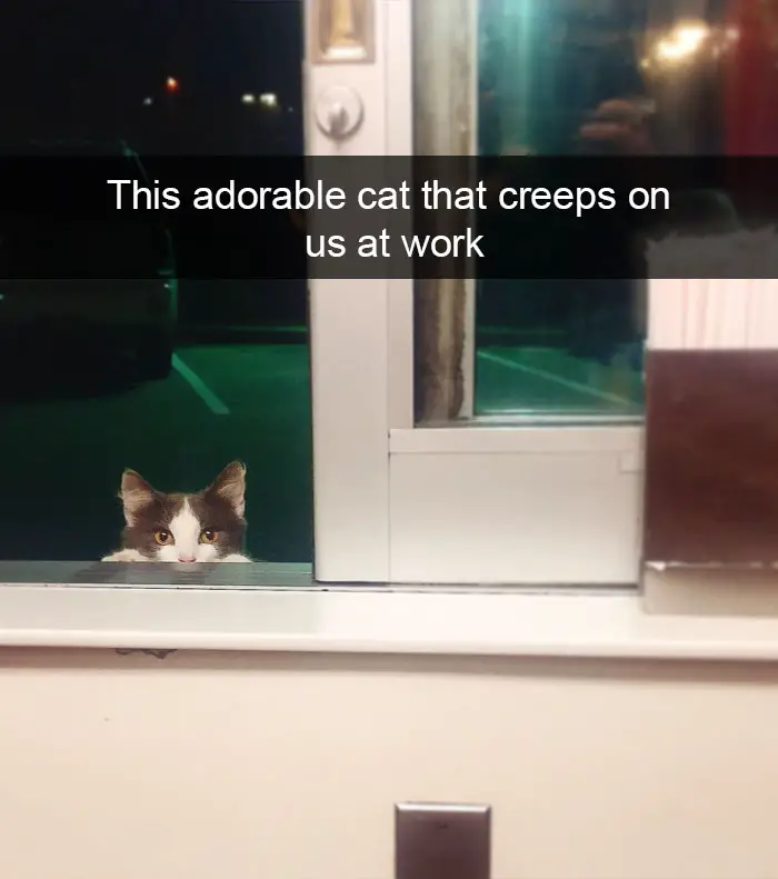 A cat peeking behind the window photo with caption - This adorable cat that creeps on us at work