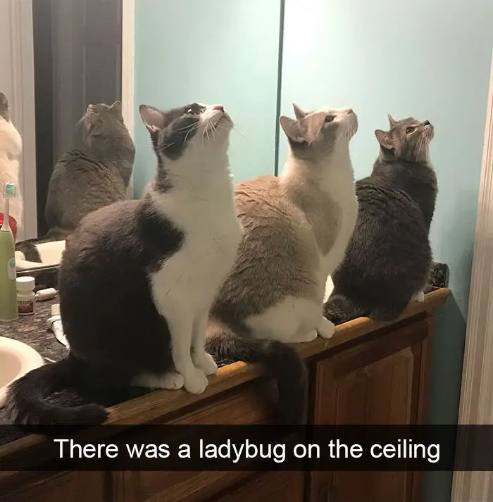 three cats sitting on top of the sink counter while looking at the ceiling photo with caption - There was a ladybug on the ceiling