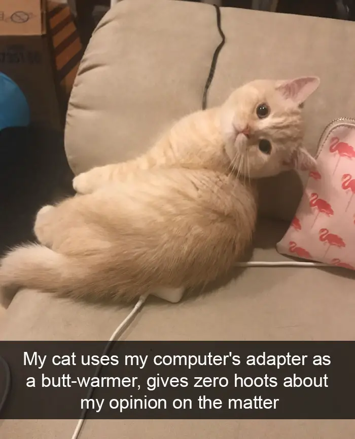 A cat sitting on top of the computer's adapter on the couch while looking back photo with caption - My cat uses my computer's adapter as butt-warmer, gives zero hoots about my opinion on the matter