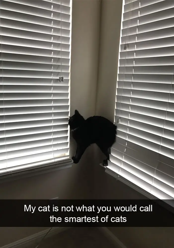 a cat standing on the edges of two window blinds photo with caption - My cat is not what you would call the smartest of cats