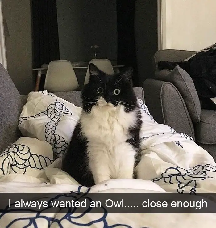 A cat sitting on top of the couch with its wide eyes photo with caption - I always wanted an Owl... close enough