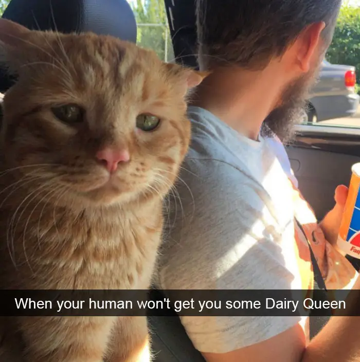 A sad cat sitting next to the man eating some dairy queen inside the car