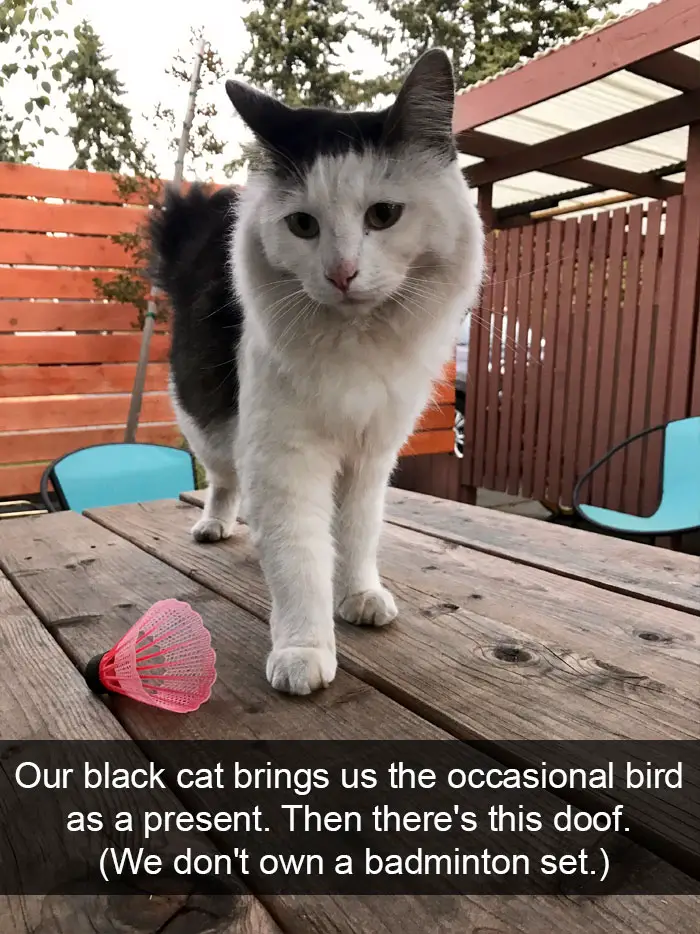 A cat standing on top of the table with a badminton rocket photo with caption - Our black cat brings us the occasional bird as present. then there's this doof. (We don't own a badminton set)