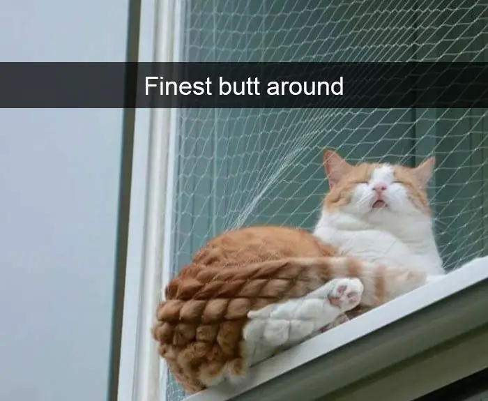 A cat lying on window sill with its butt against the net photo with caption - Finest butt around