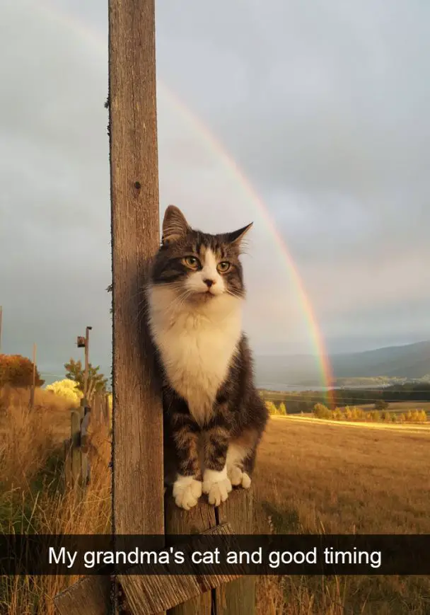 A cat sitting on top of the fence with the view of the rainbow in the sky photo with caption - My grandma's cat and good timing