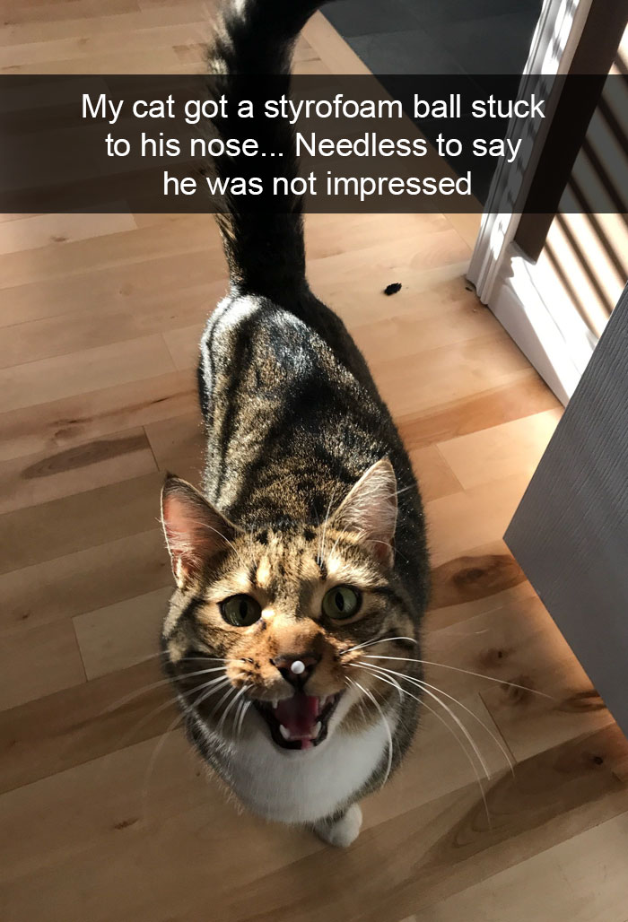 A cat standing on the floor meowing while a piece of styro foam ball is stuck on its nose photo with caption - My cat got a styro foam ball stuck to his nose.... needless to say he was not impressed