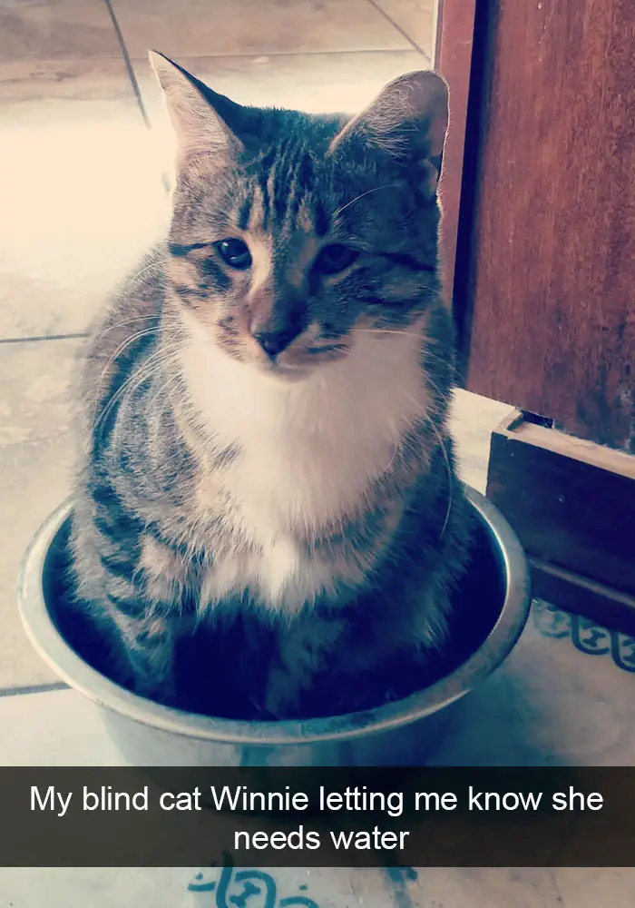 A cat sitting inside the stainless bowl photo with caption - My blind cat winnie letting me know she needs water