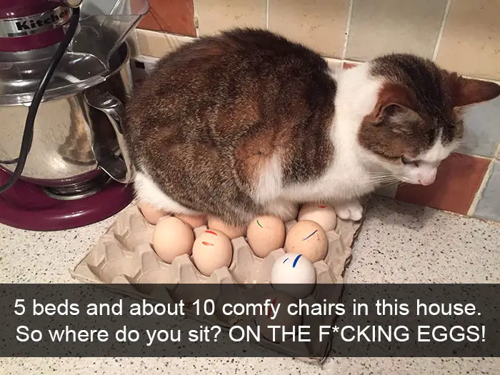 A cat sitting on top of the tray of eggs photo with caption - 5 beds and about 10 comfy chairs in this house. So where do you sit? On the eggs!