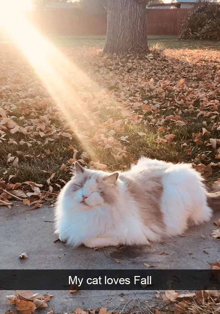 An adorable cat lying on the pavement in the yard with dried leaves on the ground and under the sunlight photo with caption - my cat loves fall